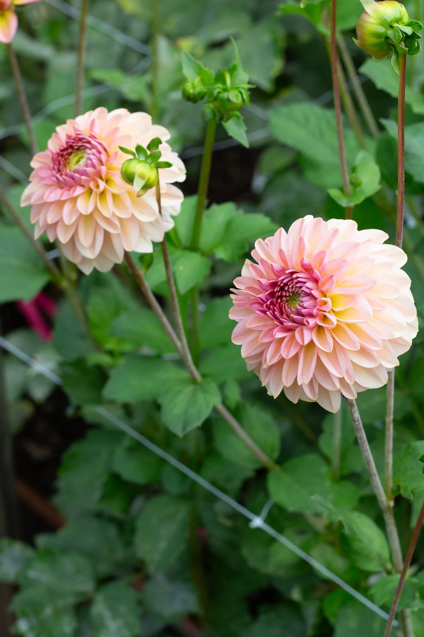 Dahlia : Cupcake — ciderpress lane